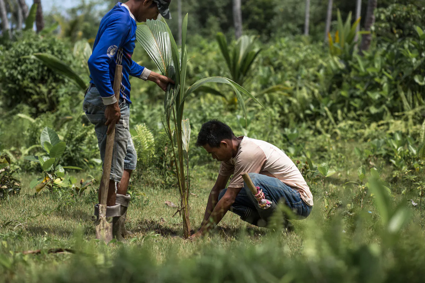 Safeguarding Endangered Wildlife on Simeulue Island in Indonesia by Revitalizing Degraded Coconut Plantations